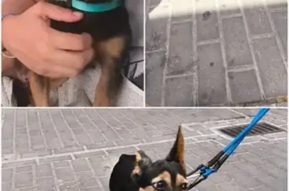 Perra viejita, negra con algunas partes marrón. Con un bulto de 4cm en la panza y otoe de 2cm en la cabeza. Tbeia collar al momentos de hallarla. Venía caminando por la mitad de la calle, apurada, y la atropelló un coche, que por suerte no le hizo nada. La llevamos a la veterinaria pero no tiene chip. En la Comisaría nos dijeron que podemos dejara y la envían al refugio pero queremos ayudarla a encontrar a su familia. No podemos terls mucho porque no nos permiten por contrato. Mesa gradecenosnla ayuda en la difusión