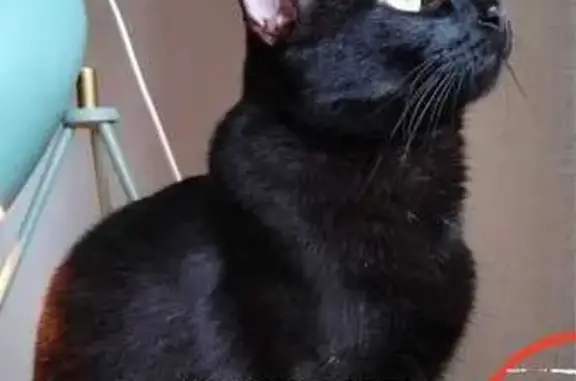Perdido gato macho, Virgo, 20, Cancun — negro y esterilizado - photo