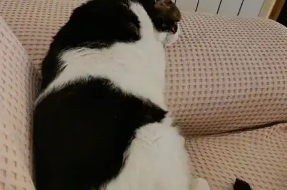 Perdido gato masculino, Carrer Oviedo, 4, L'Eliana, Paterna - 15 años, sin chip - photo
