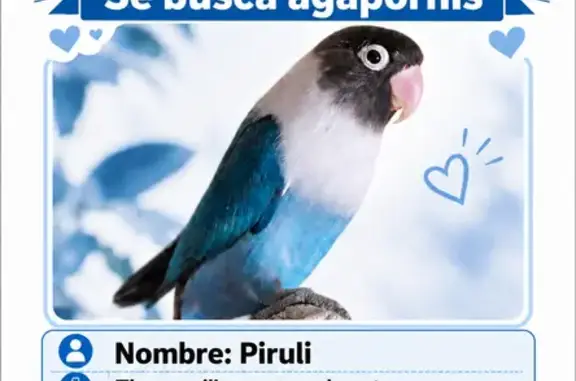 Queremos agradecer de corazón a la pareja que la encontró, la cuidó y nos la devolvió. Además, aunque ofrecimos recompensa, no quisieron aceptarla. Solo podemos decir que hay personas que hacen las cosas bien simplemente porque les nace. Personas buenas, generosas y con un corazón enorme. Gracias también a todos los que compartisteis, preguntasteis y estuvisteis atentos.