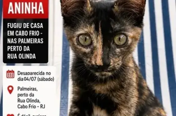 Perdido gato fêmea, Rua Olinda, Rio de Janeiro - photo