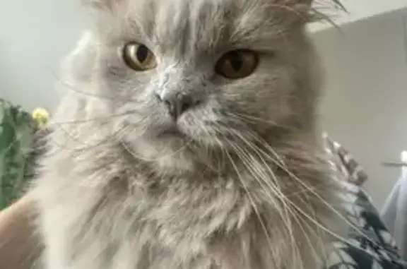 Elle a les poils long et gris, courte sur pattes