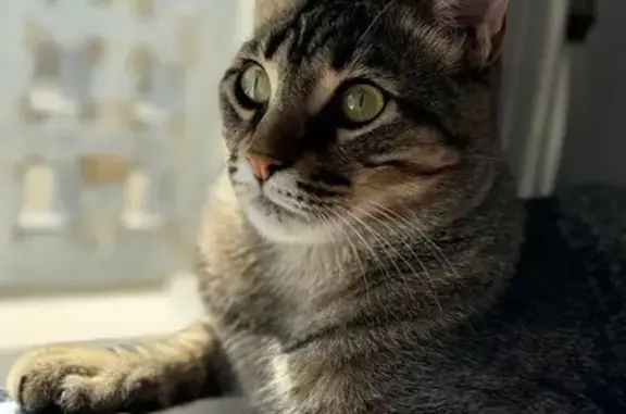 Perdido gato macho, Calle Empresaria María Trelles, 60, Algeciras - castrado y con chip actualizado - photo