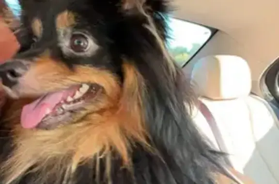 Perdido perro macho, Plaça de Mossèn Jacint Verdaguer, 9, Terrassa - pomerania negro y marrón con chip - photo