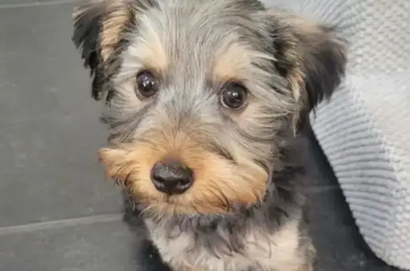 Perdido perro macho, Avinguda de la Marina Baixa, 8, Benidorm — cachorro de yorkshire terrier - photo