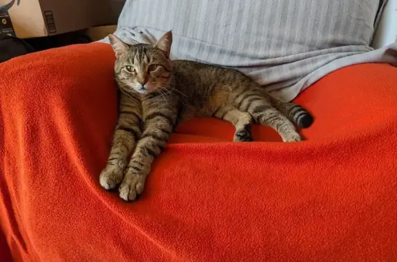 Lost cat, Southeast View Meadows Lane, 15322, Milwaukie, Hillsboro — male, microchipped - photo