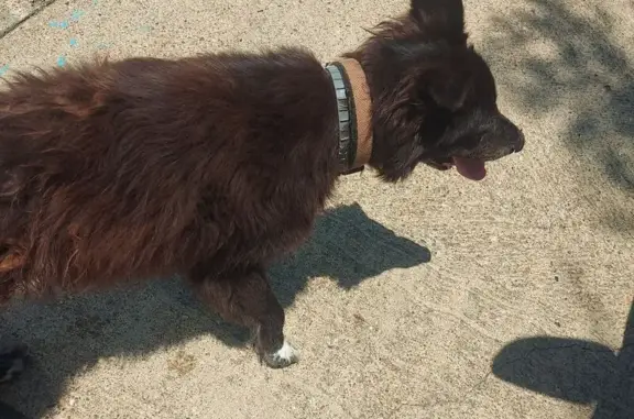 Found pets Euless, photo: Found dog, Martha Drive, 1205, Bossier City — female German Shepherd mix with hair loss on the back