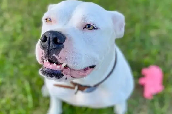 Lost dog, Tellico Plains, Tennessee - white American Bulldog - photo