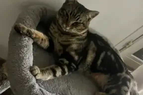 Chat perdu mâle, Rue Henri Andrieu, 6, Lorient - tigré - photo
