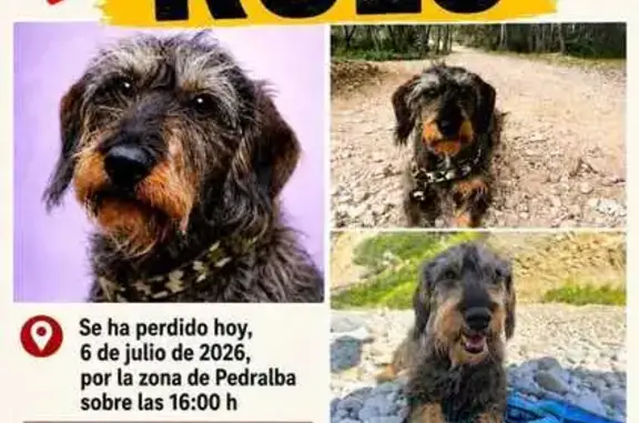 Perro perdido, Pedralba, Comunidad Valenciana, Valencia - Teckel macho de 12 años - photo