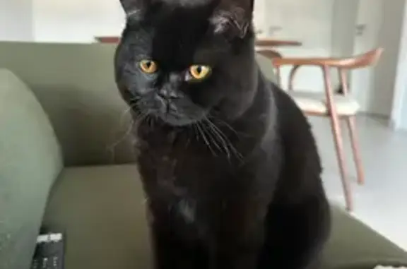 Chat perdu mâle, Boulevard Henri Loubet, Vitrolles - noir/marron, yeux jaunes - photo