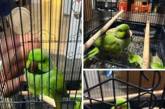 Found pets Salt Lake City, photo: Found bird, West 600 South, 245, Salt Lake City