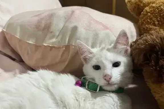 Perdido gato hembra con collar morado y manchita café, Durango, México - photo