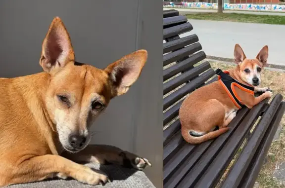 Perdido perro masculino, Carrer de Mossèn Tatcher, Terrassa, Tarragona — pequeño, marrón, de unos 6 kg - photo