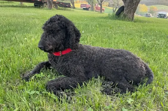 Lost dog, South Cree Drive, Spokane Valley - female black goldendoodle with a red collar - photo