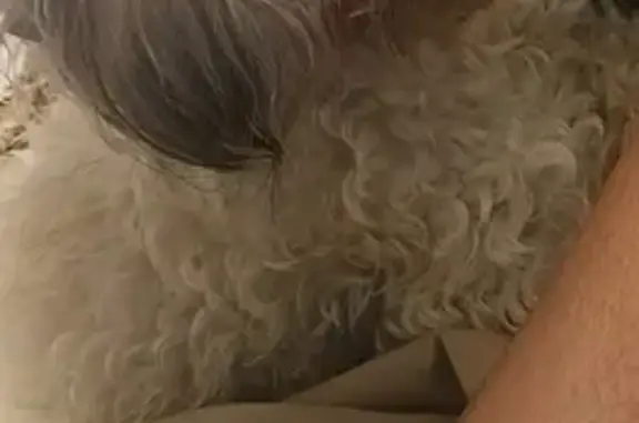 Lost dog, West Brown Street, 2424, Milwaukee - female, slit on left ear - photo