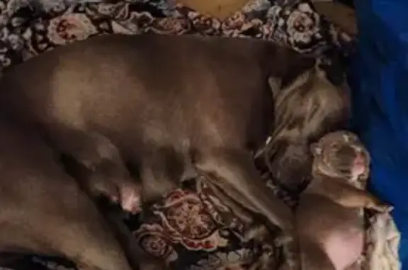 Lost dog, El Paso, Enid - 3 year old female blue pit - photo