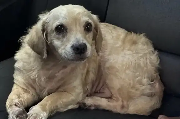 Lost dog, Triola Lane, 6717, Houston - male, golden brown coat, two bald spots - photo