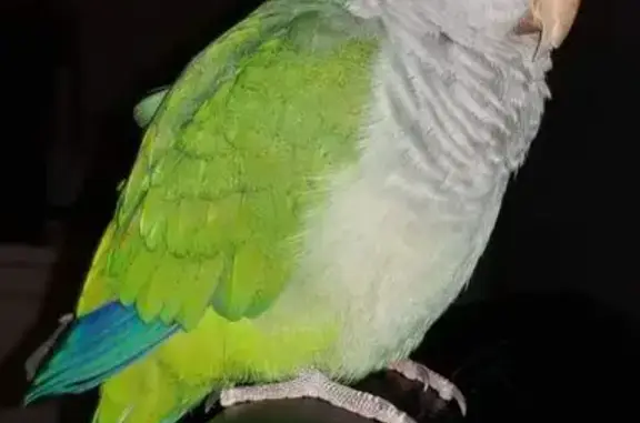 Lost Bird, 13th Avenue North,...