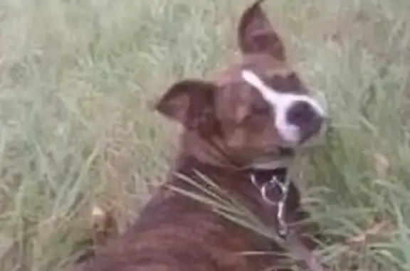 Lost dog, Marie Avenue East, West St. Paul - brindle female Frankie - photo