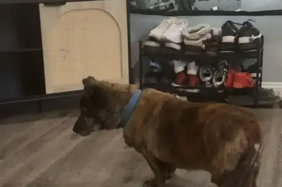Missing dog Arlington, photo: Lost dog, Roberts Lane, Oildale, Arlington — male, 17 years old, blind and deaf