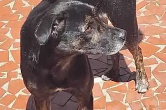 Perdido cachorro fêmea, Rua Pascoal Dias, São Paulo — vira-lata de porte médio, 3 anos - photo