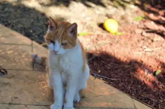 Found cat Lysterfield, photo: Found cat, Griffiths Road, 40, Lysterfield - female, very skinny