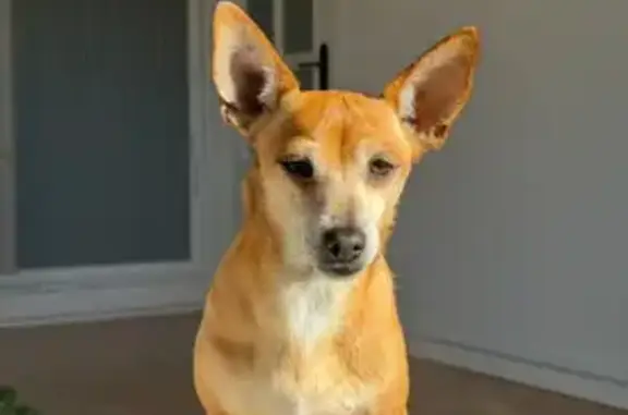 Perro perdido, Carrer de Sant Cugat, Terrassa - macho chihuahua mezcla marrón llamado Zape - photo