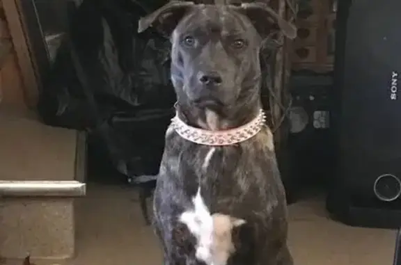 Lost dog, Morphett Road, Dover...
