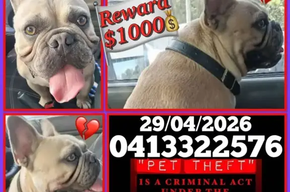 Lost dog, Steiglitz Road, Jaco...