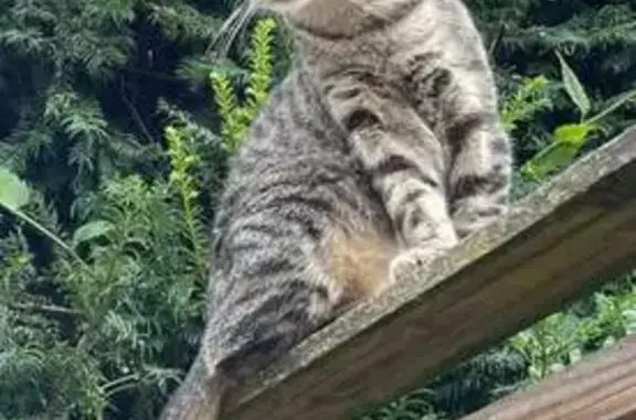 Chat perdu mâle, Rue Gambetta, 26, Villeneuve-d'Ascq - tigré et craintif - photo