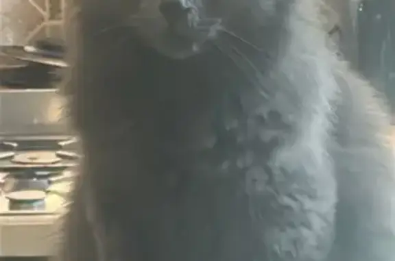 Chat perdu, Vinça, photo: Chat perdu mâle, Route de Santa Barba, 47, Rodès, Vinça — gris poilue, pucé, castré