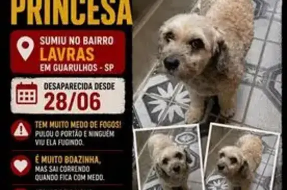 Perdido cachorro fêmea, Rua Uibai, 213 - pelo bege grosso, dócil - photo
