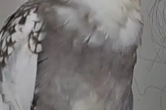 Animaux perdus Vitry-sur-Seine, photo: Perdue oiseau, Allée Claude Debussy, 5, Vitry-sur-Seine - très peureuse