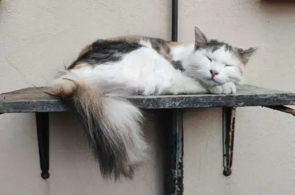 Missing cat Brakpan, photo: Lost cat, Hastings Avenue, 6, Brakpan - female, long-haired, shy of humans