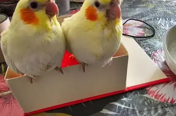 Animaux perdus Vitry-sur-Seine, photo: Perdue oiseau, Allée Claude Debussy, 7, Vitry-sur-Seine — jaunes, très jeunes