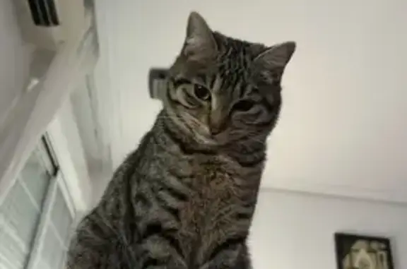 Perdido gato masculino, Calle Argentina, 43, Carranque, Parla - atigrado y muy flaquito - photo