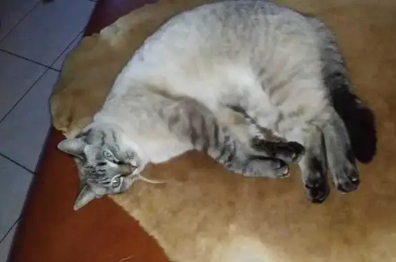 Chat perdu, Le Petit Chevrigné, 9, Saint-Hilaire-des-Landes, Paris - femelle, yeux bleus - photo