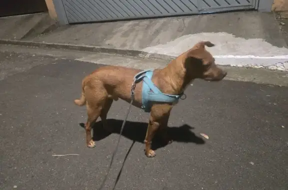 Encontrado cachorro macho em R...
