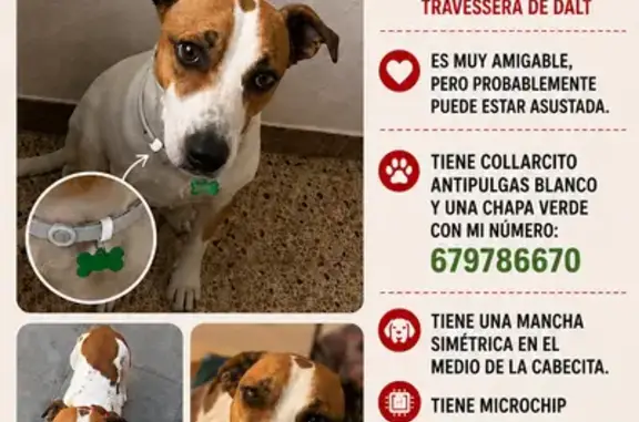 Perdido perro hembra, Travessera de Dalt, 39X, la Vila de Gracia, Barcelona - mancha simétrica en la cabeza - photo