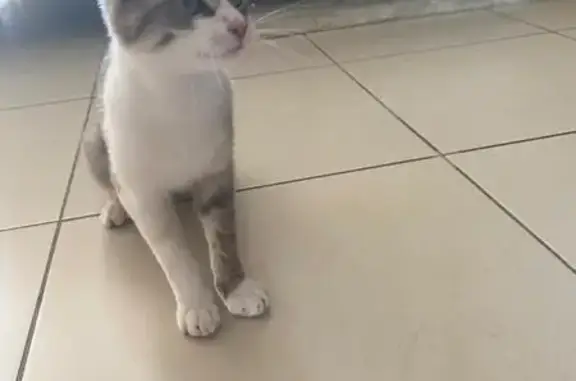 Chat perdu, femelle, Choisy-le-Roi - patte blanche, autre tigrée, yeux vert jaune - photo