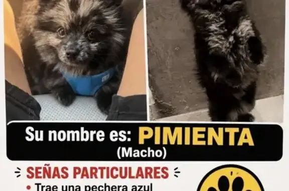 Perro perdido macho, Avenida Jacarandas, 42, Zapopan - pomerania pequeño - photo