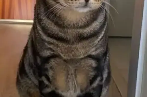 Perdido gato masculino, Calle Porto Lagos, Alcorcón, Pozuelo de Alarcon - cariñoso y ojos verdes - photo