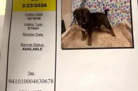 Missing dog Modesto, photo: Lost dog, Rouse Avenue, Modesto - male, brindle/brown German Shepherd mix
