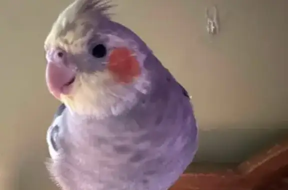 Lost bird, Woods Edge, 3218, W...