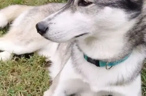 Lost dog, West University Avenue, 2100, Wichita - female husky with a teal collar - photo