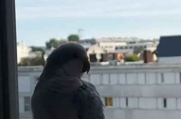 Animaux trouvés Paris, photo: Trouvée oiseau, Houilles, Paris — perruche conure bleue