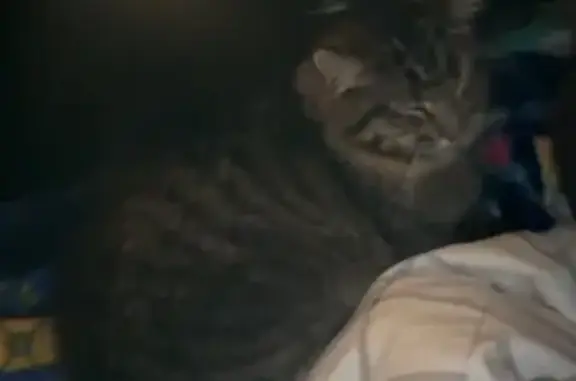 Lost cat, North Woody Drive, 2...