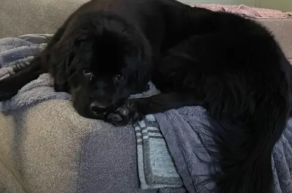 Lost dog, Magnolia Way, Pevely, St. Louis - female - photo
