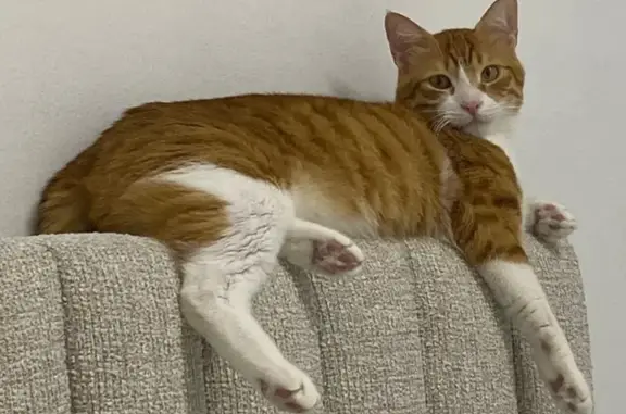 Lost cat, Southwest Flagler Te...